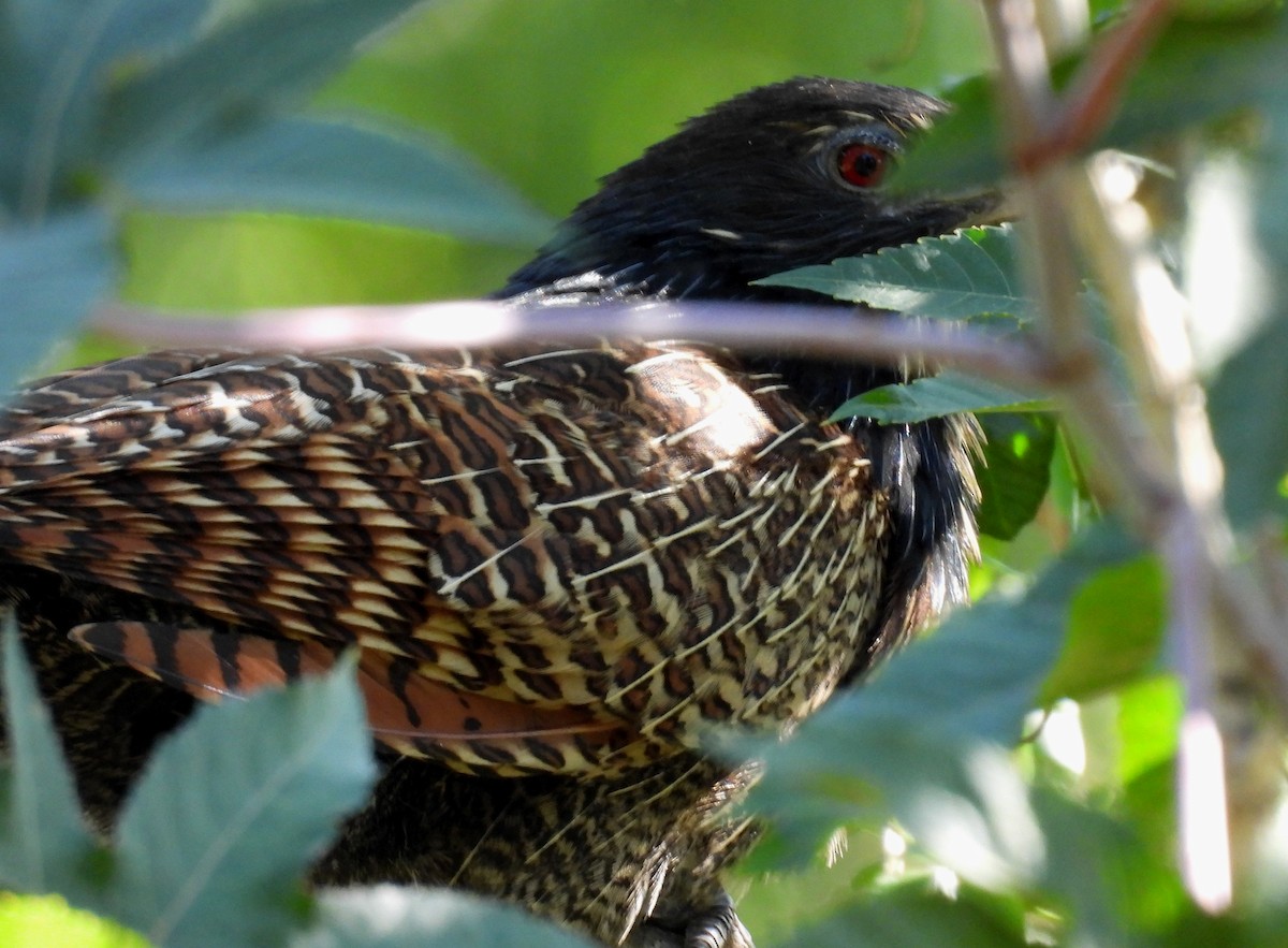 Pheasant Coucal - ML644254295