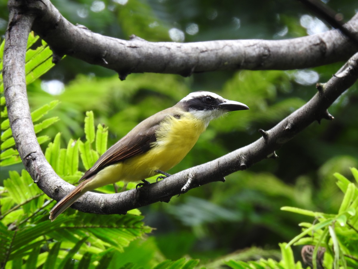 Boat-billed Flycatcher - ML644254302