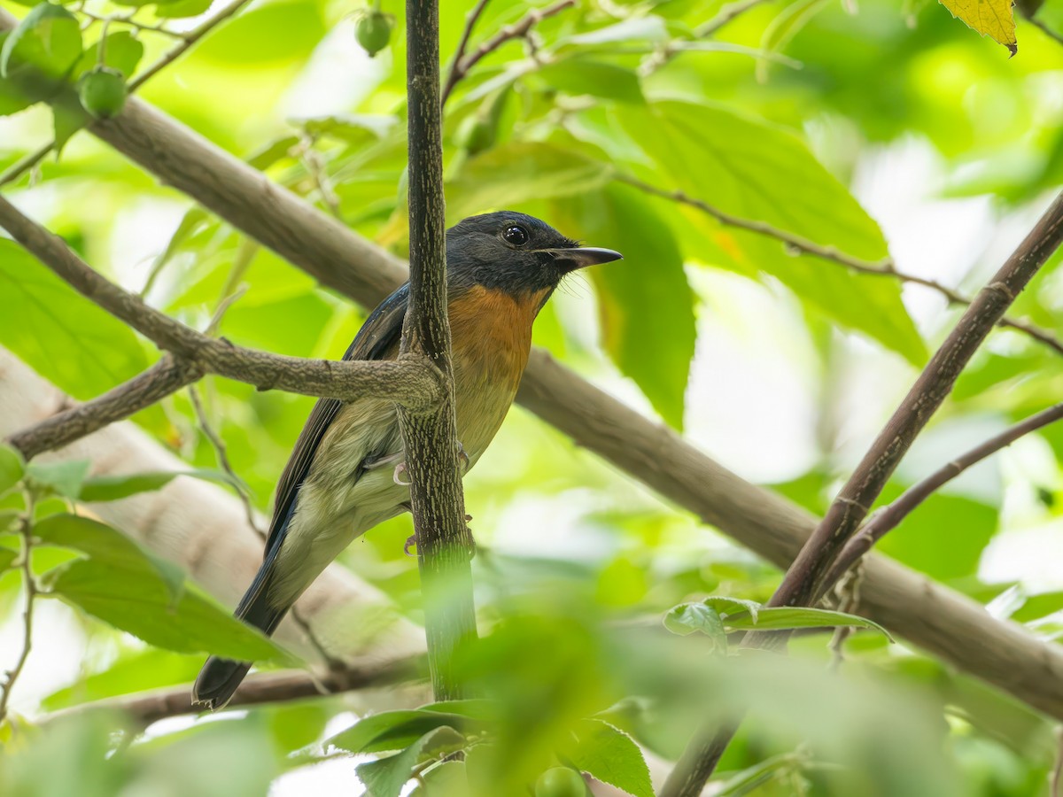 Chinese Blue Flycatcher - ML644254307