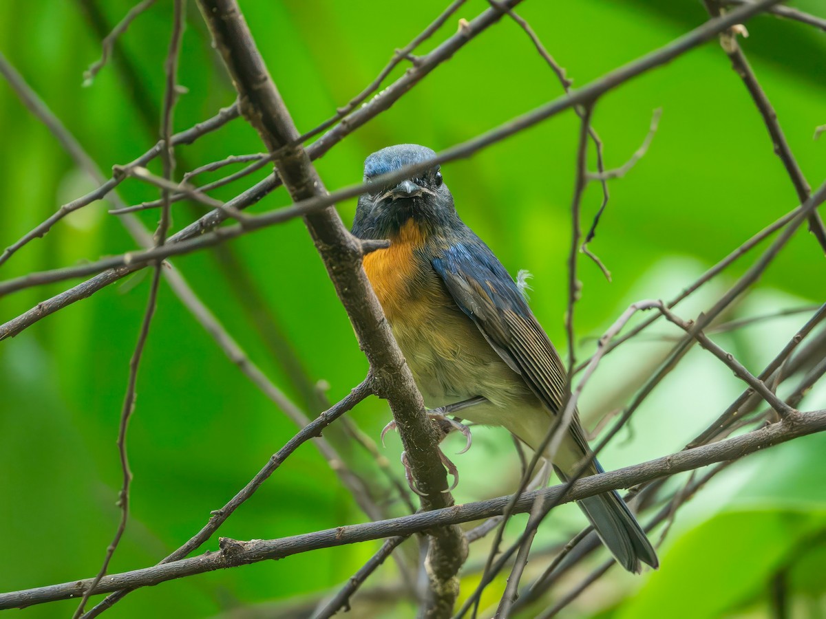 Chinese Blue Flycatcher - ML644254308