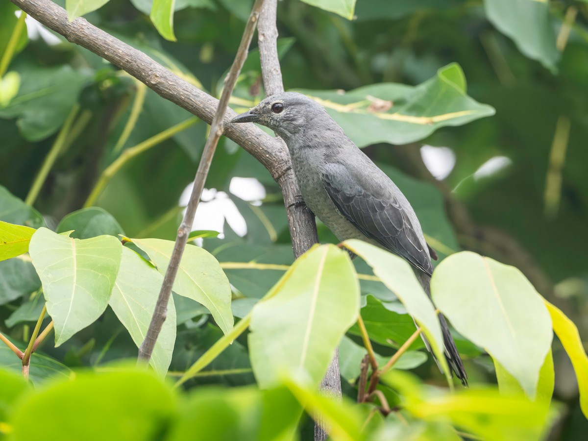 Kara Kanatlı Tırtılyiyen - ML644254318