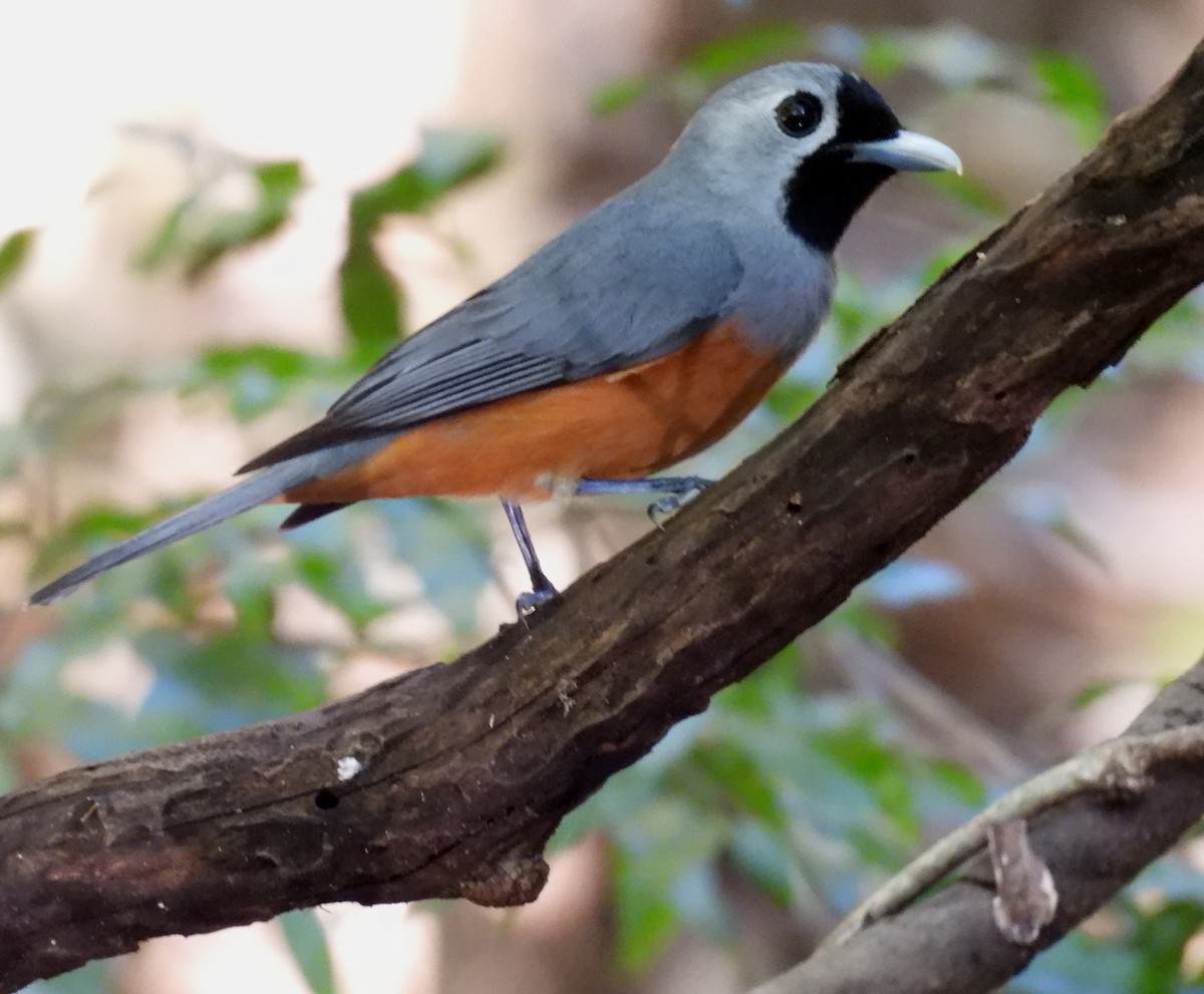 Black-faced Monarch - ML644254349