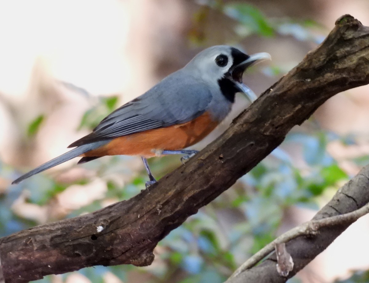 Black-faced Monarch - ML644254353