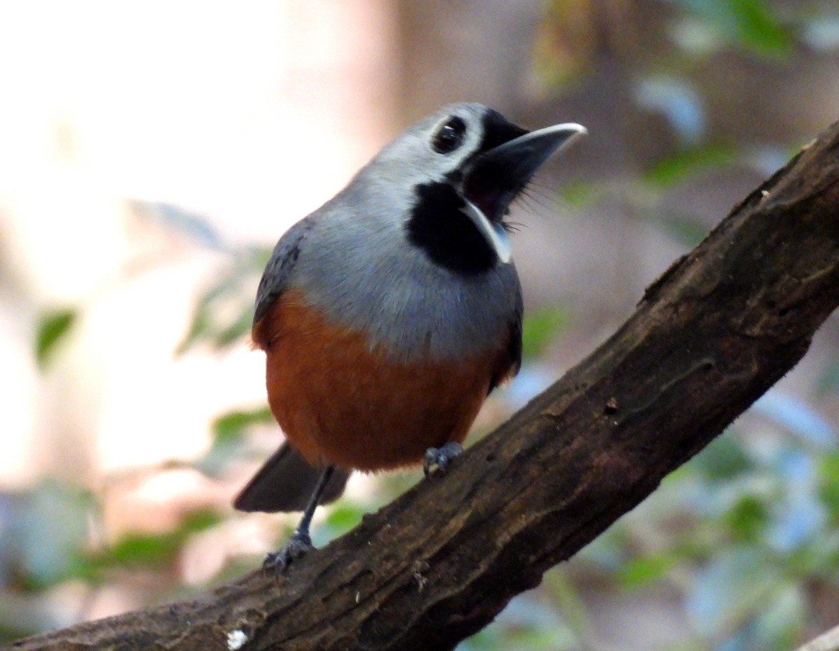 Black-faced Monarch - ML644254357