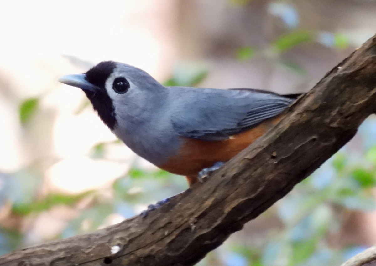 Black-faced Monarch - ML644254358