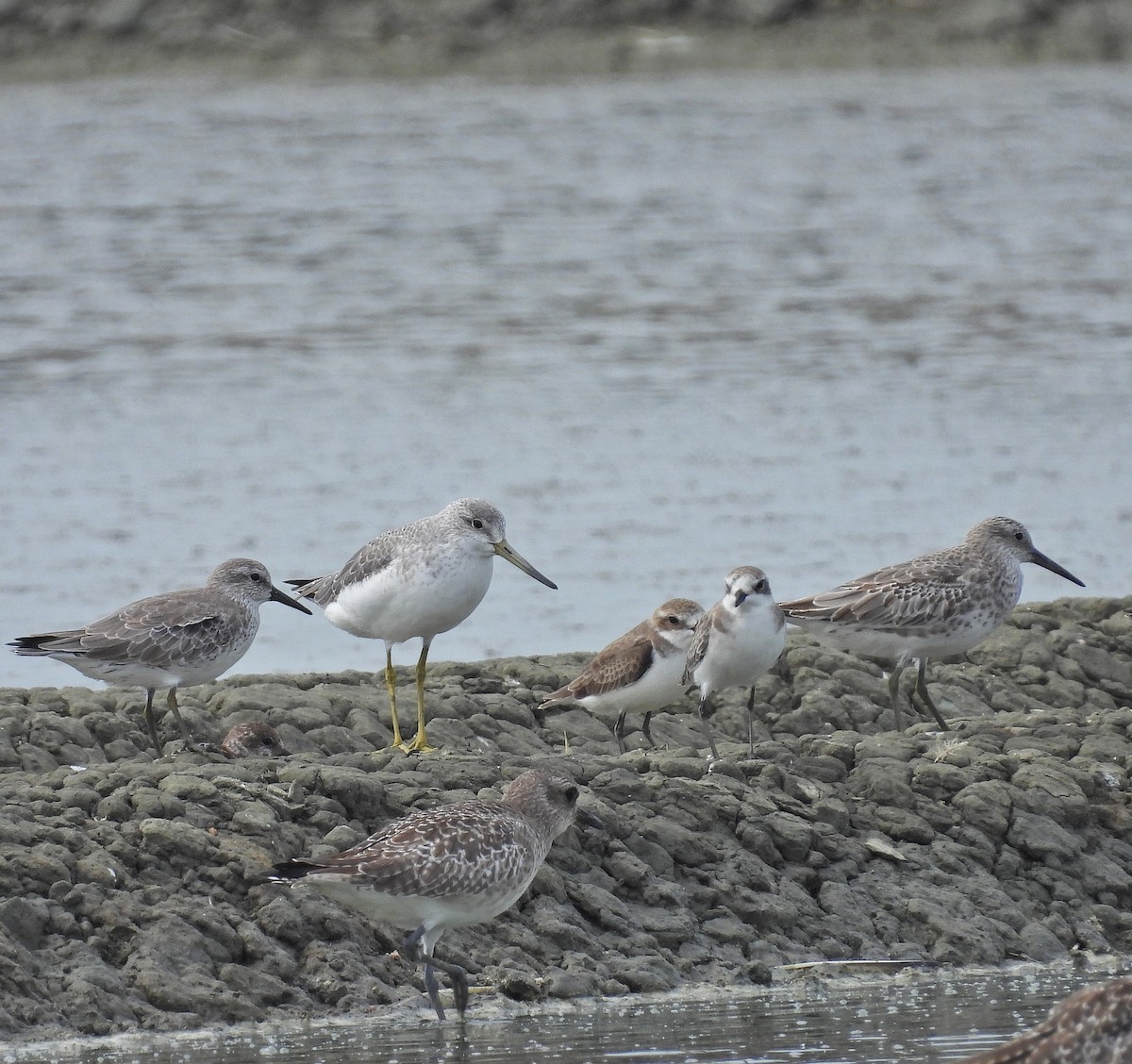 Nordmann's Greenshank - ML644254359