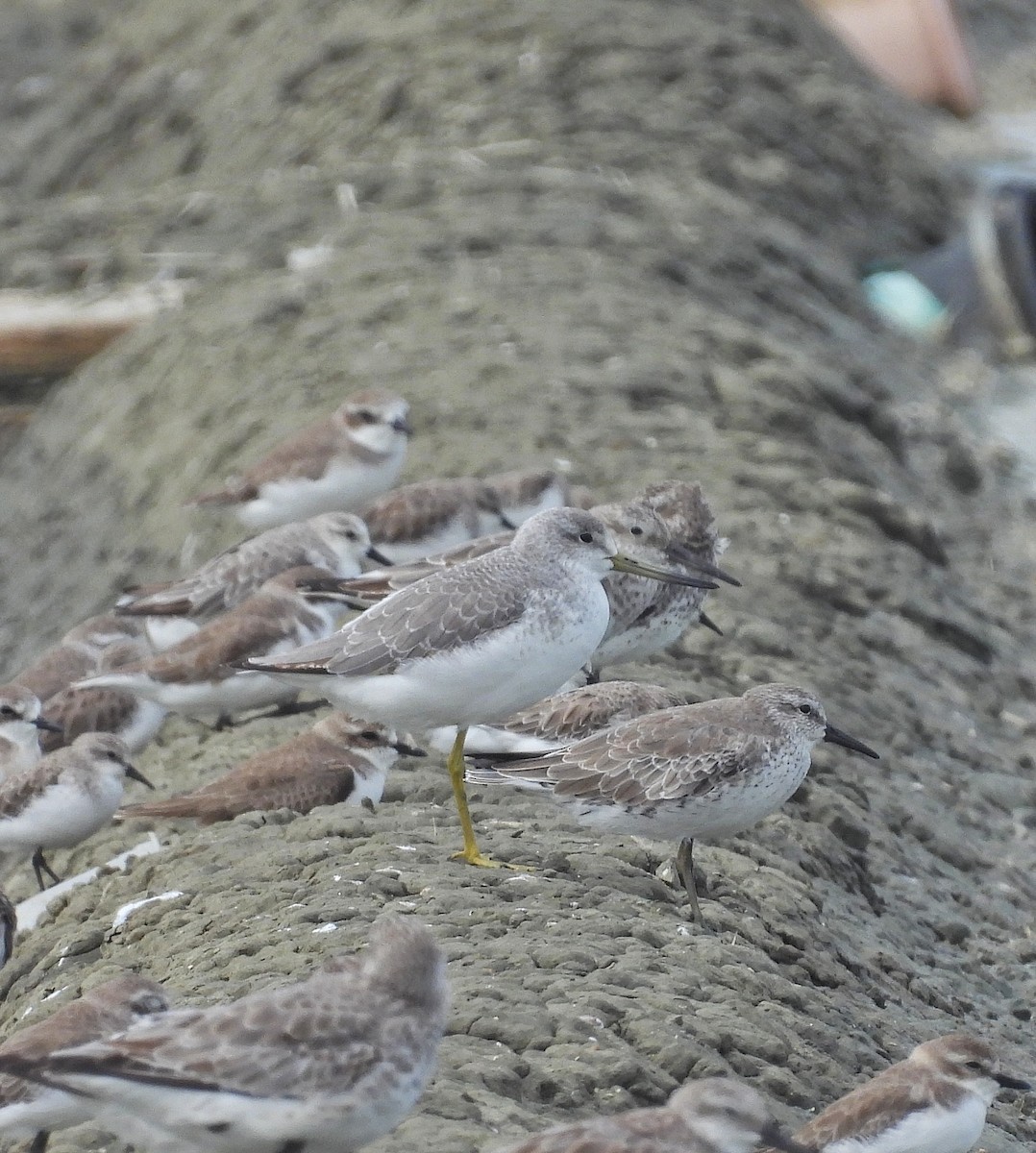 Nordmann's Greenshank - ML644254360