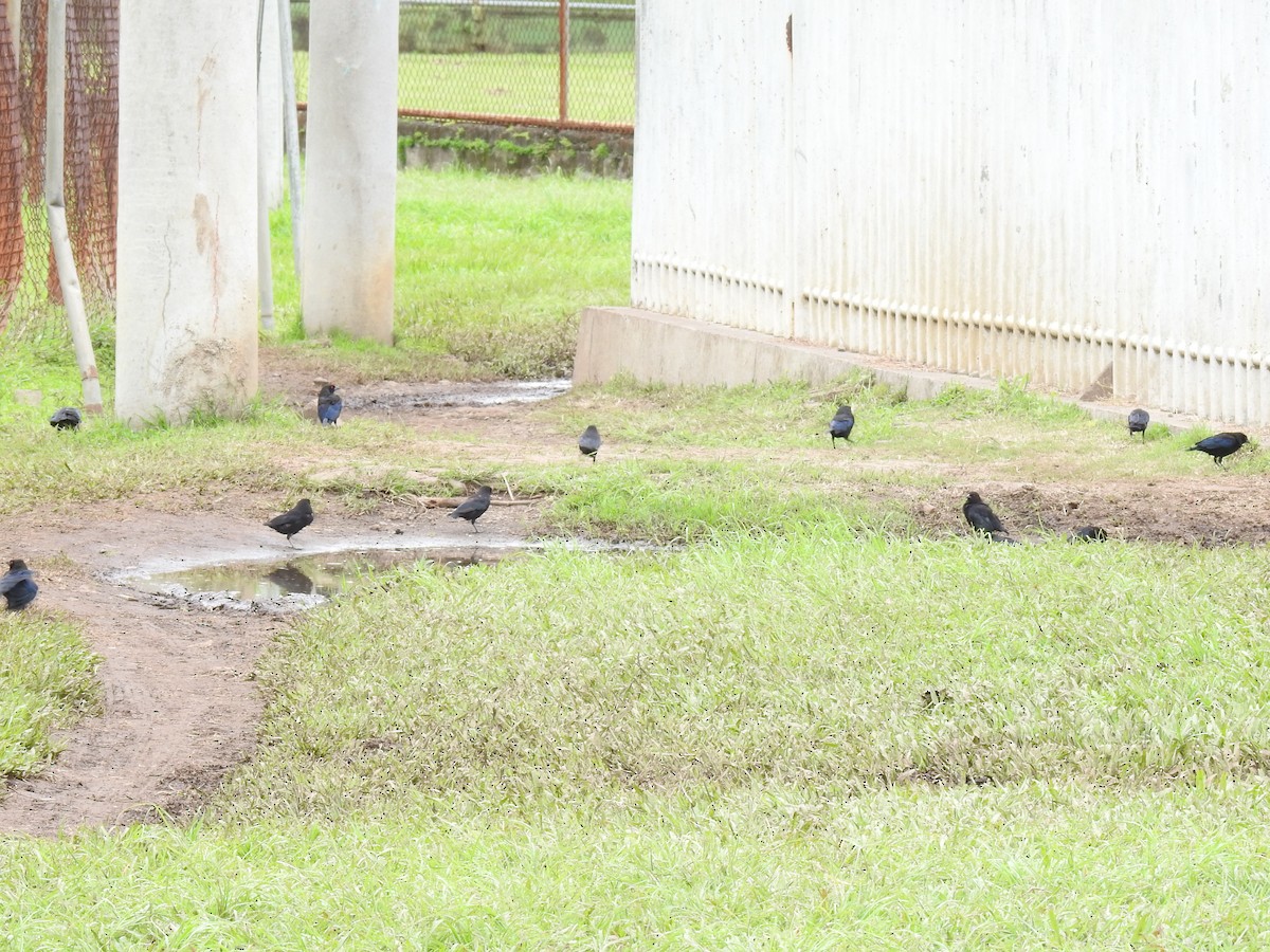 Bronzed Cowbird - ML644254361