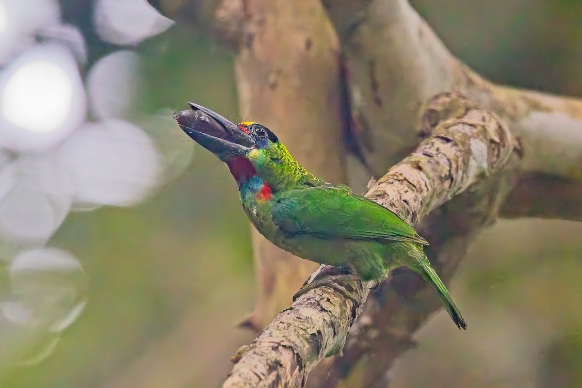 Red-throated Barbet - ML644254367