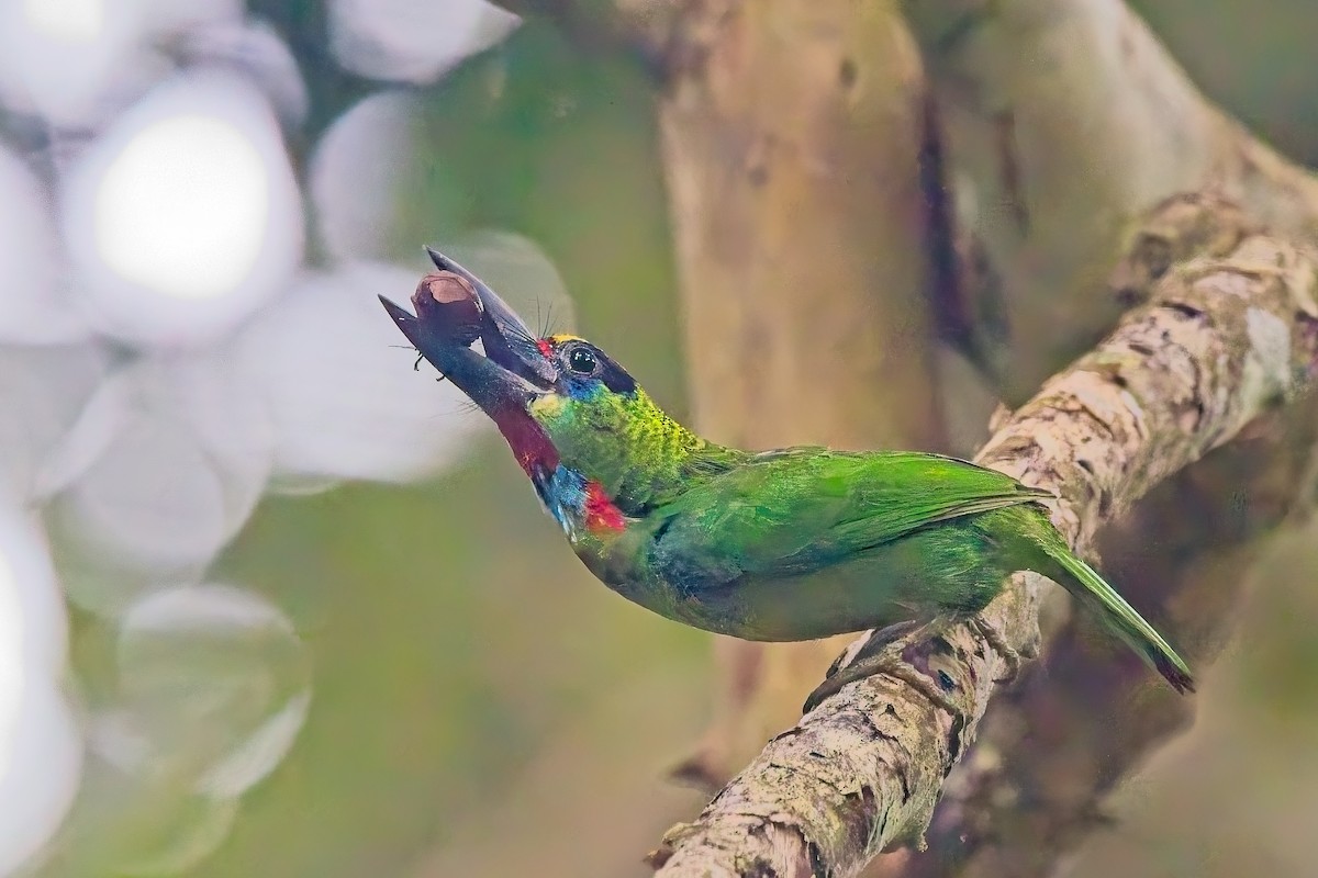 Red-throated Barbet - ML644254368