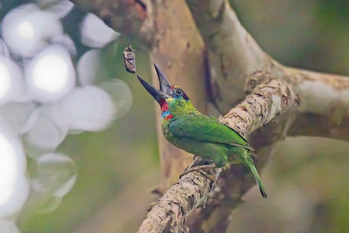 Red-throated Barbet - ML644254369