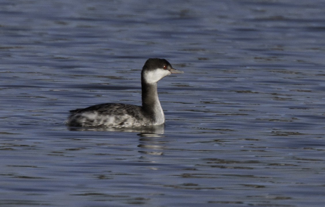 Horned Grebe - ML644254378