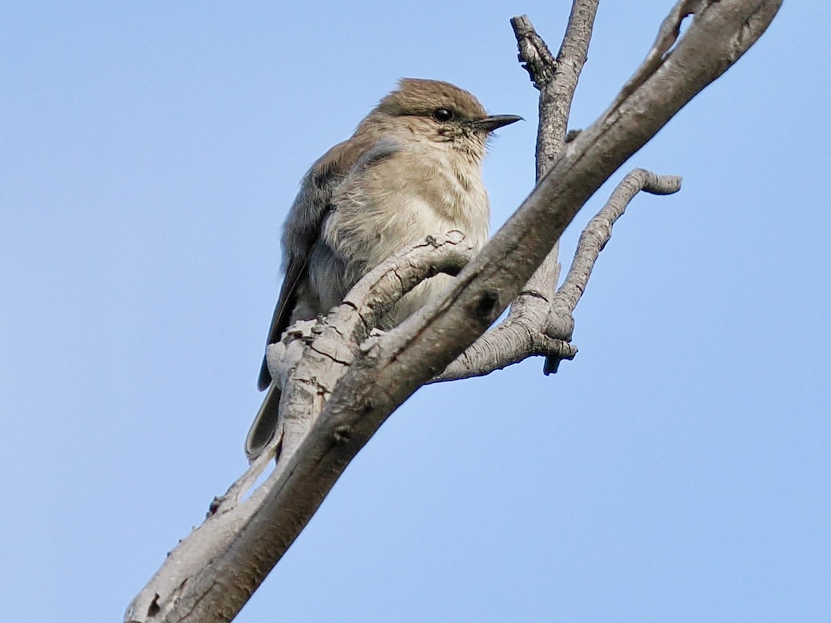 タスマニアヒタキ - ML644254381