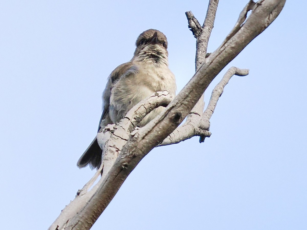 タスマニアヒタキ - ML644254382