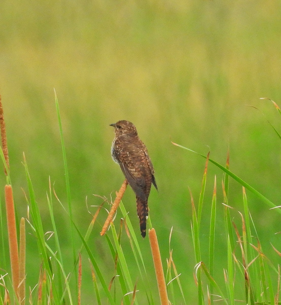 Plaintive Cuckoo - ML644254394