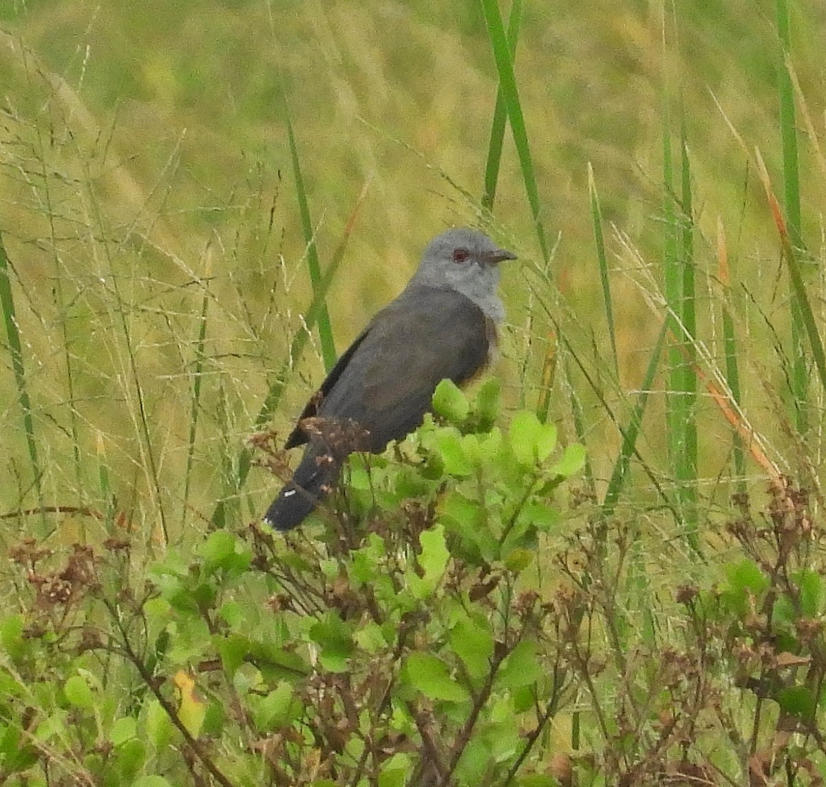 Plaintive Cuckoo - ML644254395
