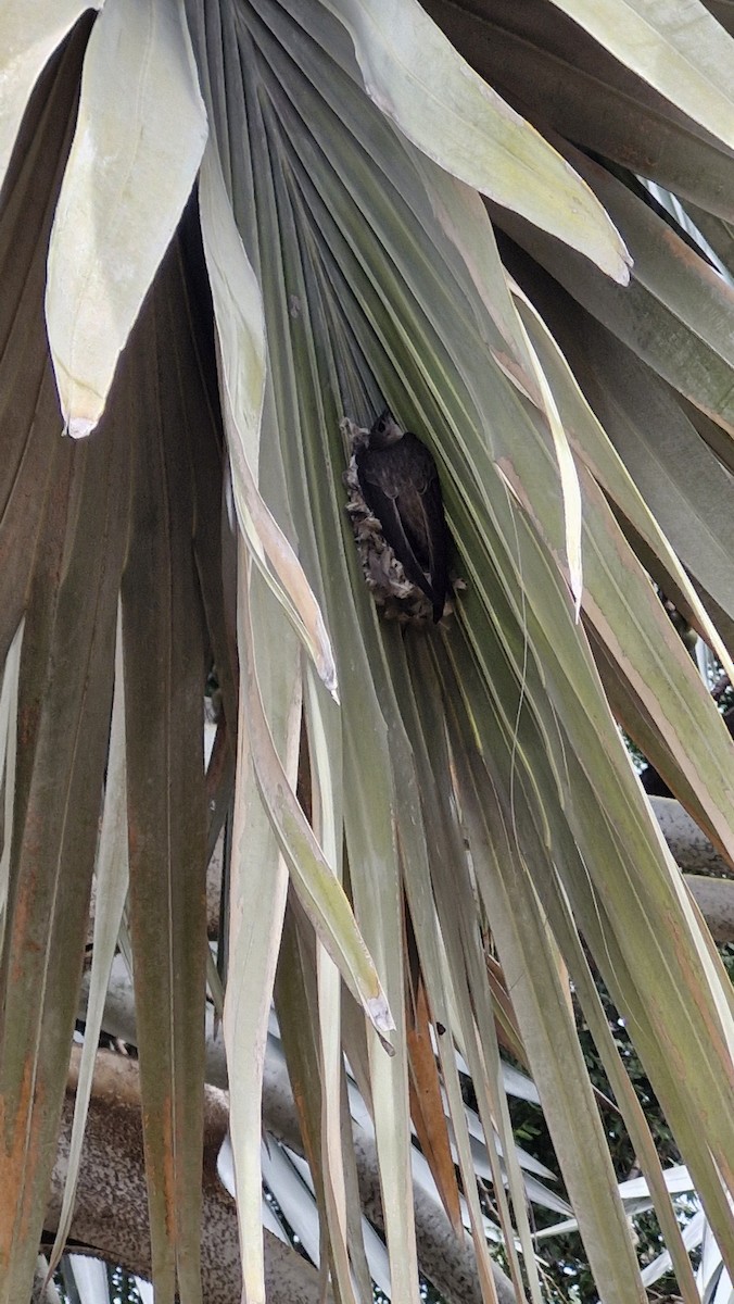 Asian Palm Swift - ML644254396