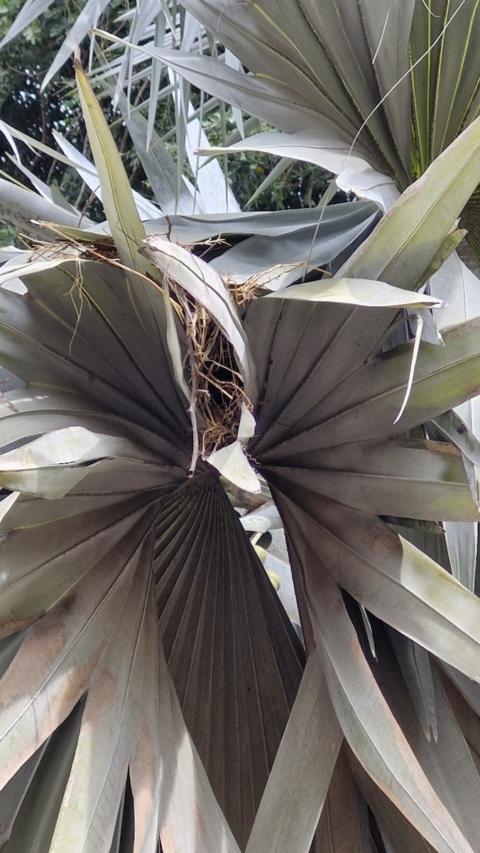 Asian Palm Swift - ML644254397