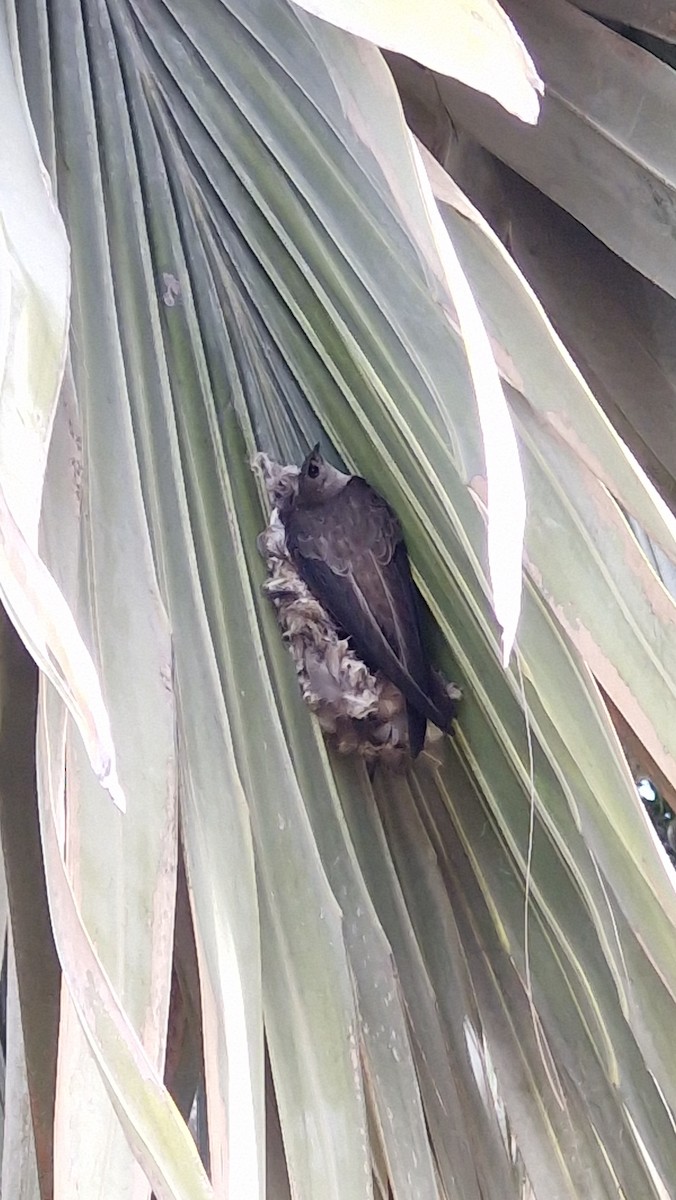 Asian Palm Swift - ML644254398