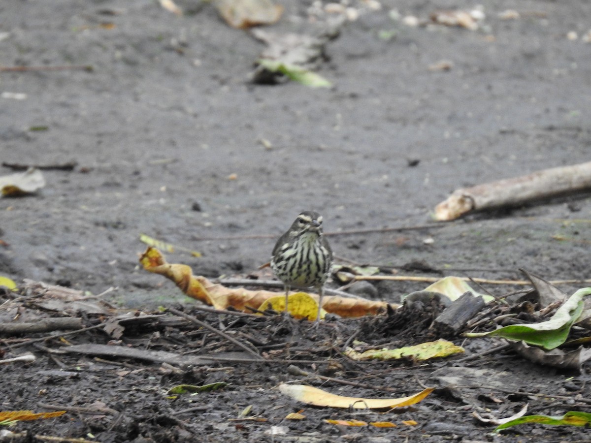 Northern Waterthrush - ML644254399