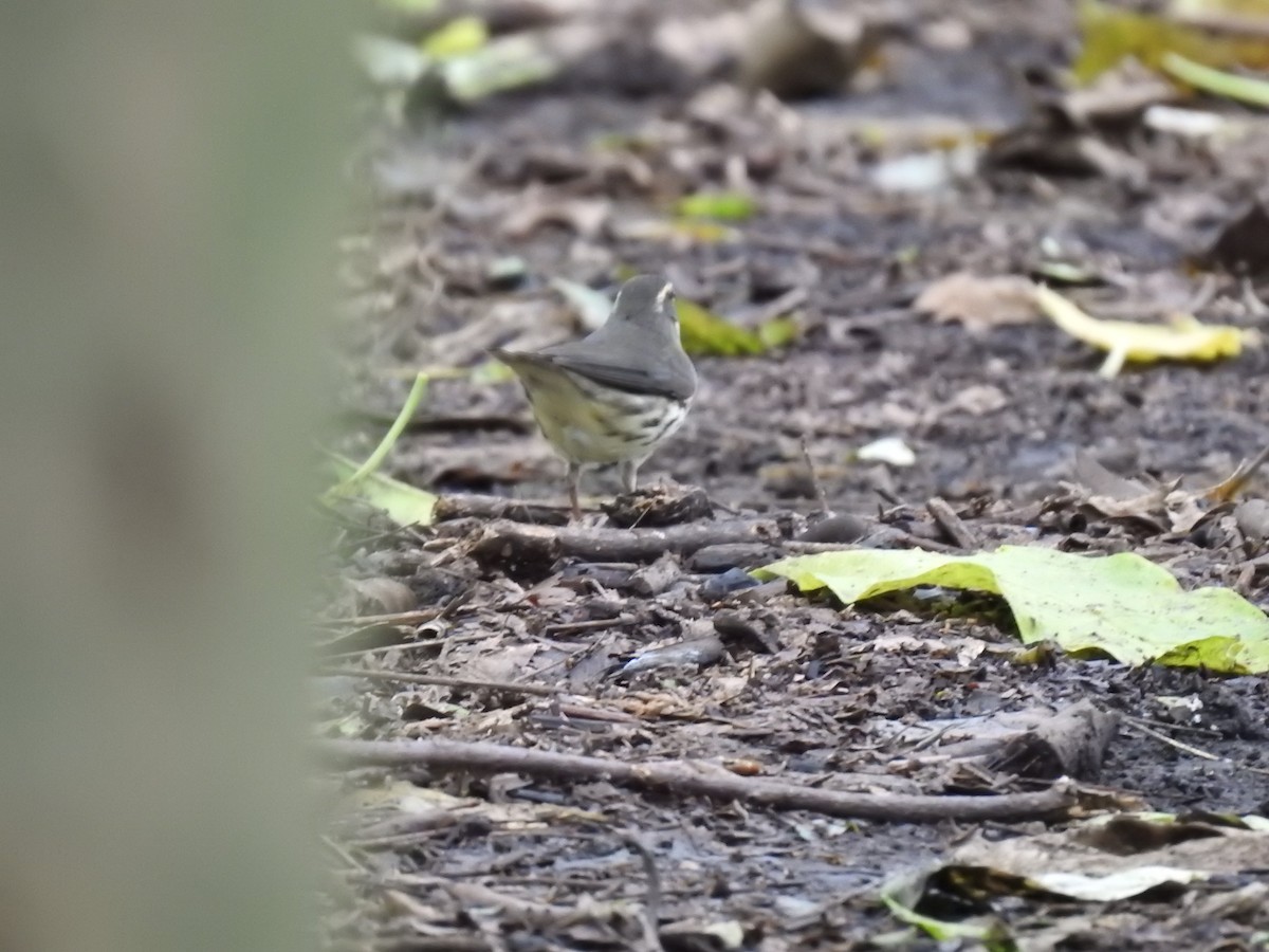 Northern Waterthrush - ML644254400