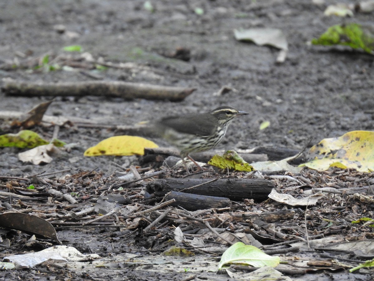 Northern Waterthrush - ML644254401