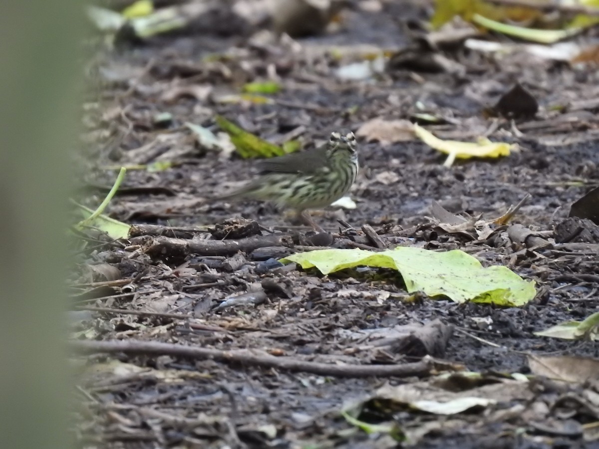 Northern Waterthrush - ML644254402