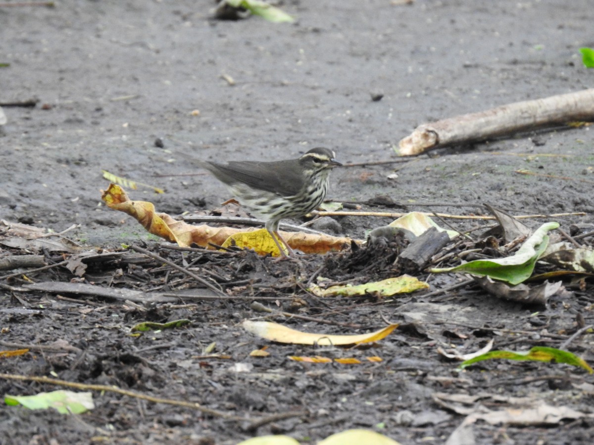 Northern Waterthrush - ML644254403