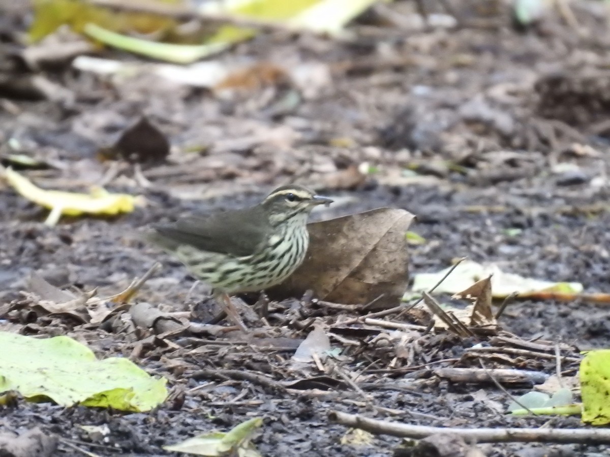 Northern Waterthrush - ML644254404