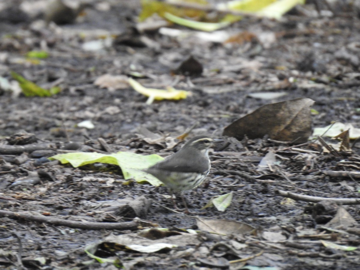 Northern Waterthrush - ML644254405