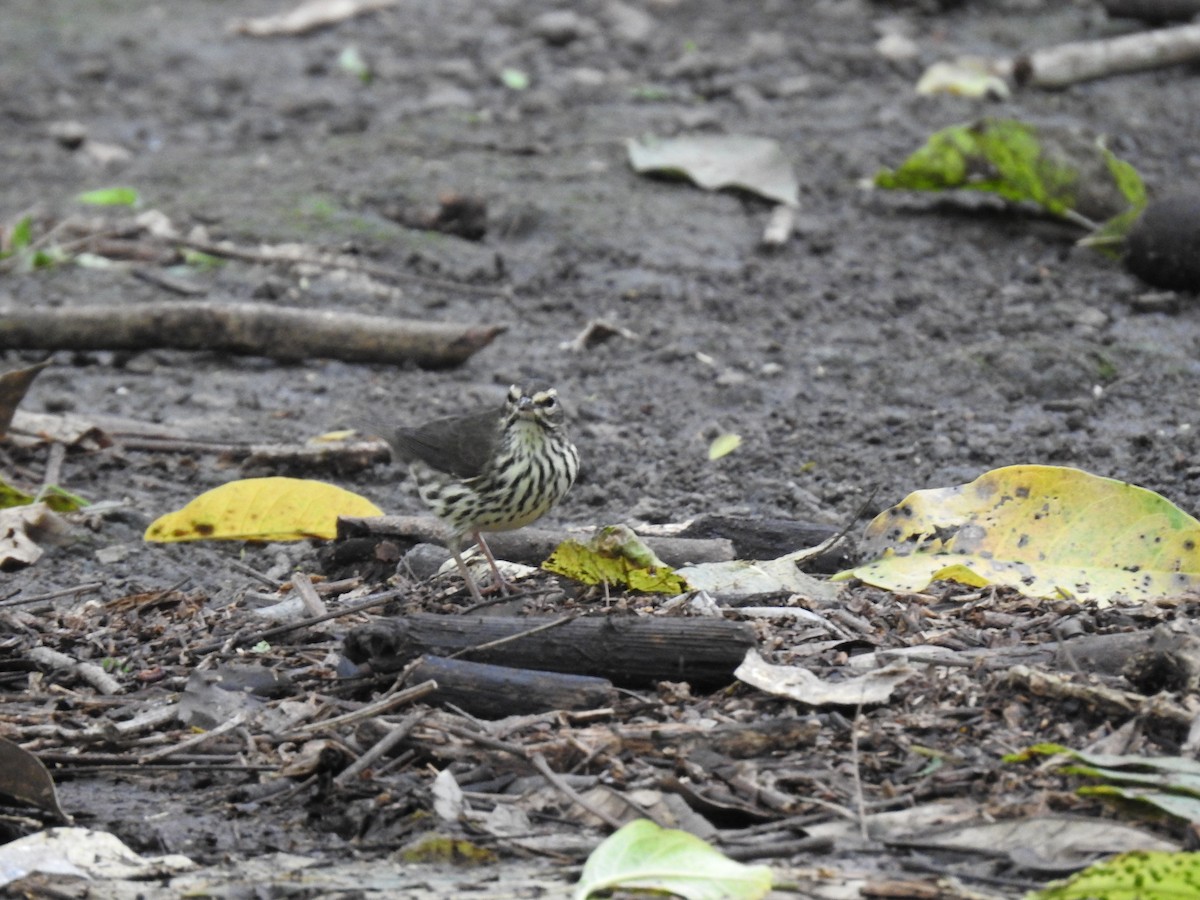Northern Waterthrush - ML644254406