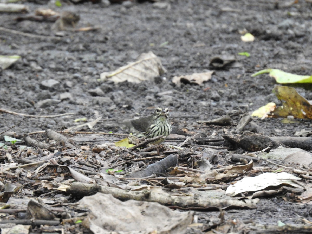 Northern Waterthrush - ML644254407