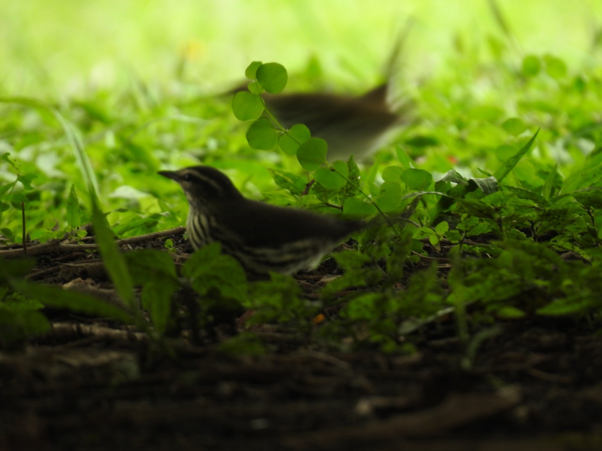 Northern Waterthrush - ML644254408