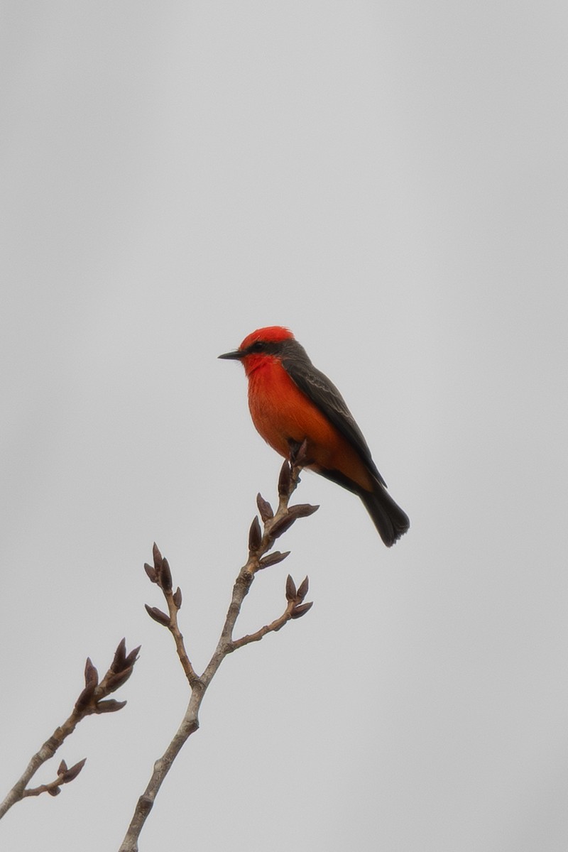 Vermilion Flycatcher - ML644254432