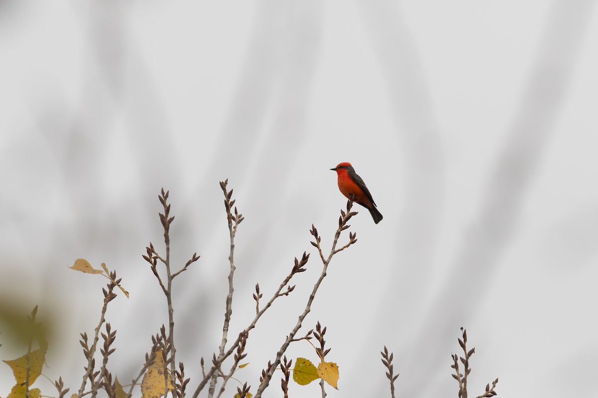 Vermilion Flycatcher - ML644254433