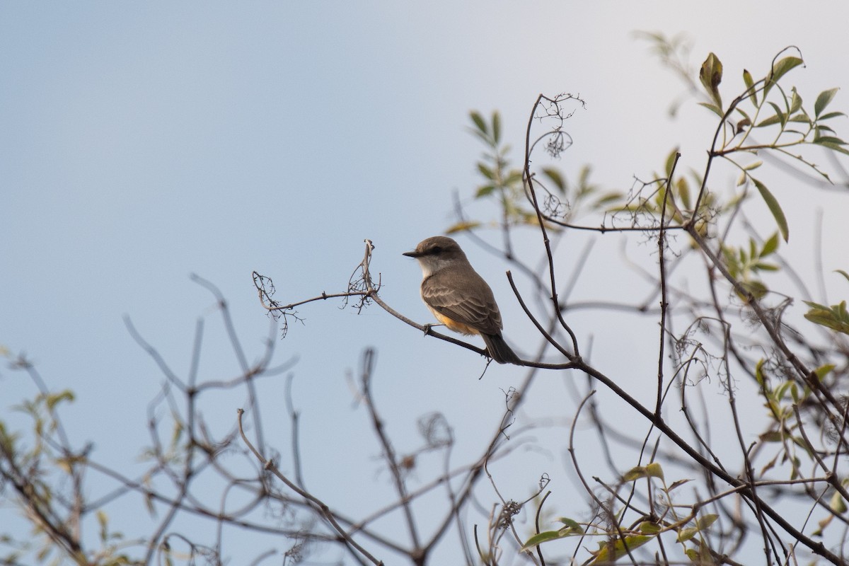 Vermilion Flycatcher - ML644254434