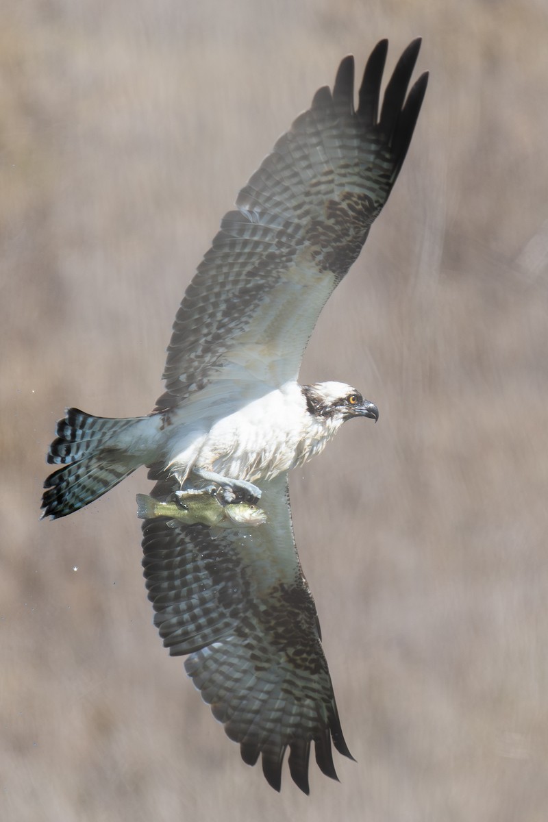 Osprey - ML644254437