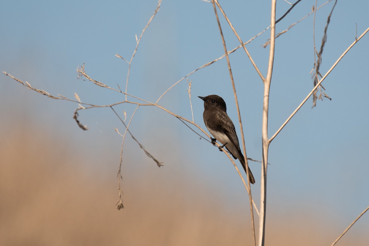 Black Phoebe - ML644254441