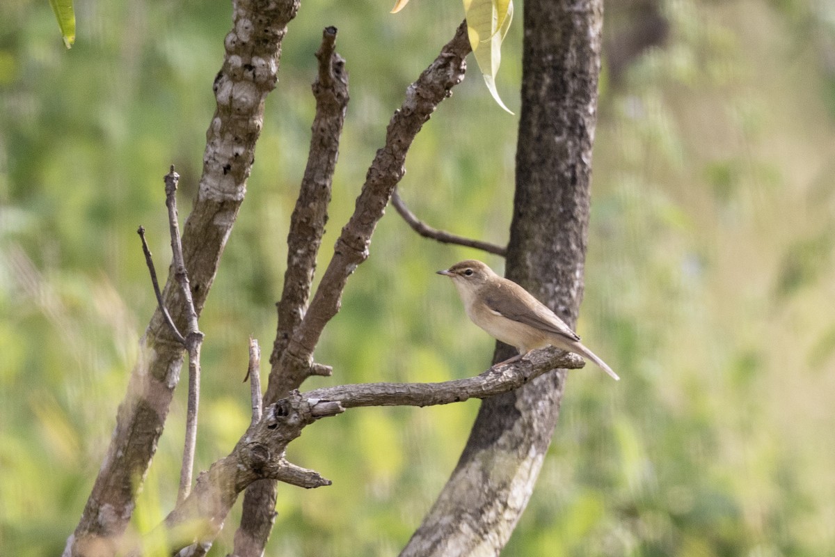 Booted Warbler - ML644254443