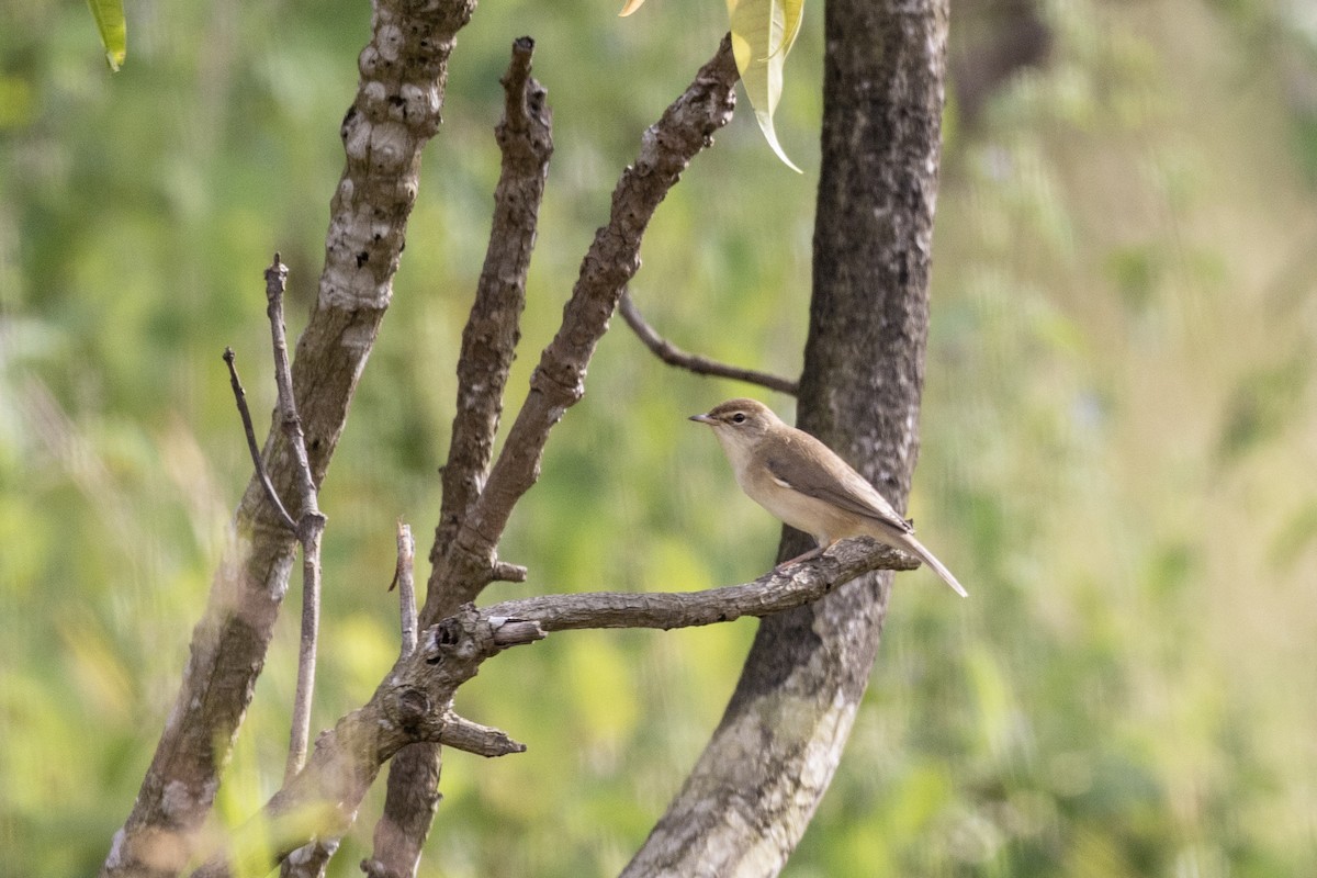 Booted Warbler - ML644254444