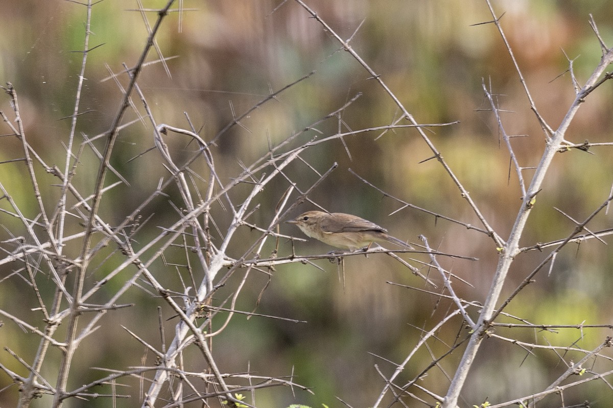 Booted Warbler - ML644254447