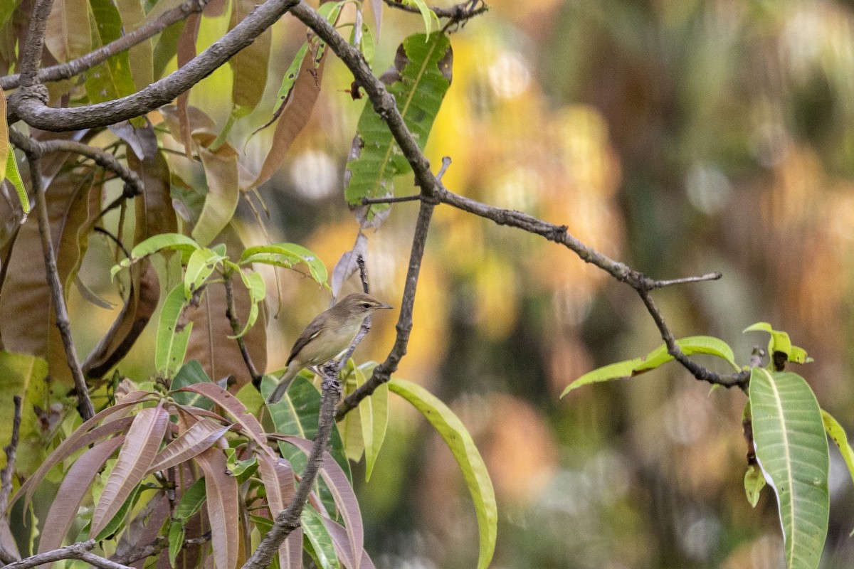 Booted Warbler - ML644254451