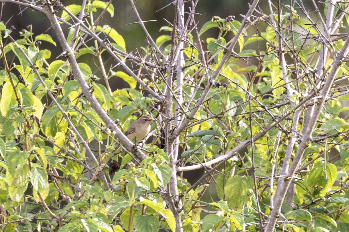 Booted Warbler - ML644254452