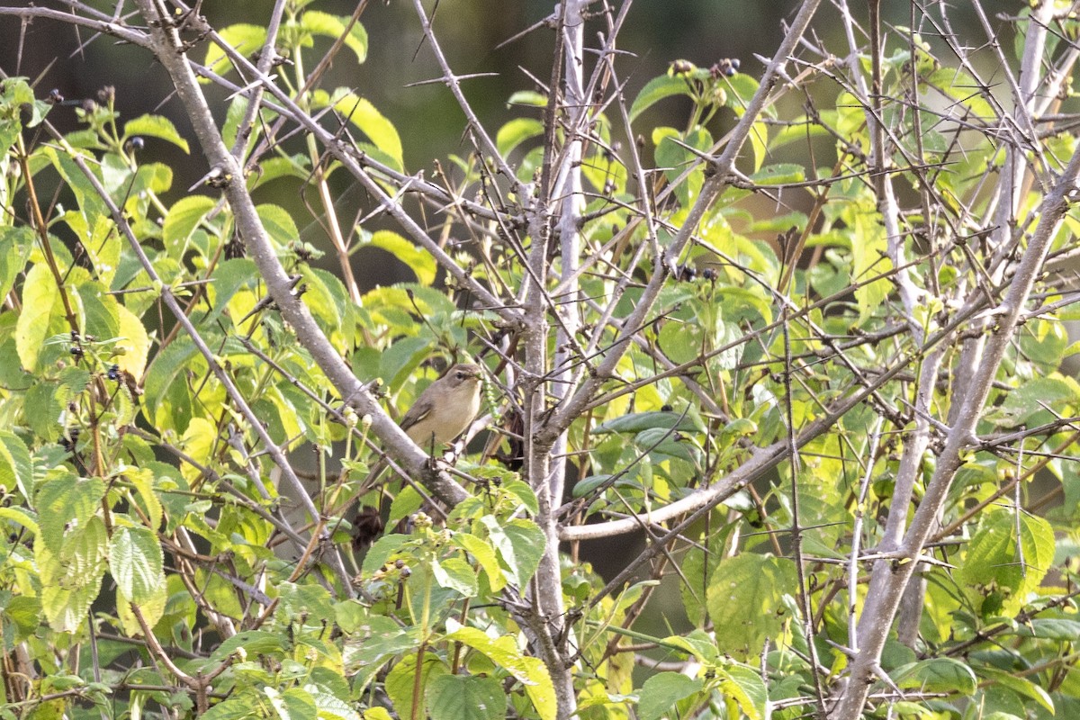 Booted Warbler - ML644254453