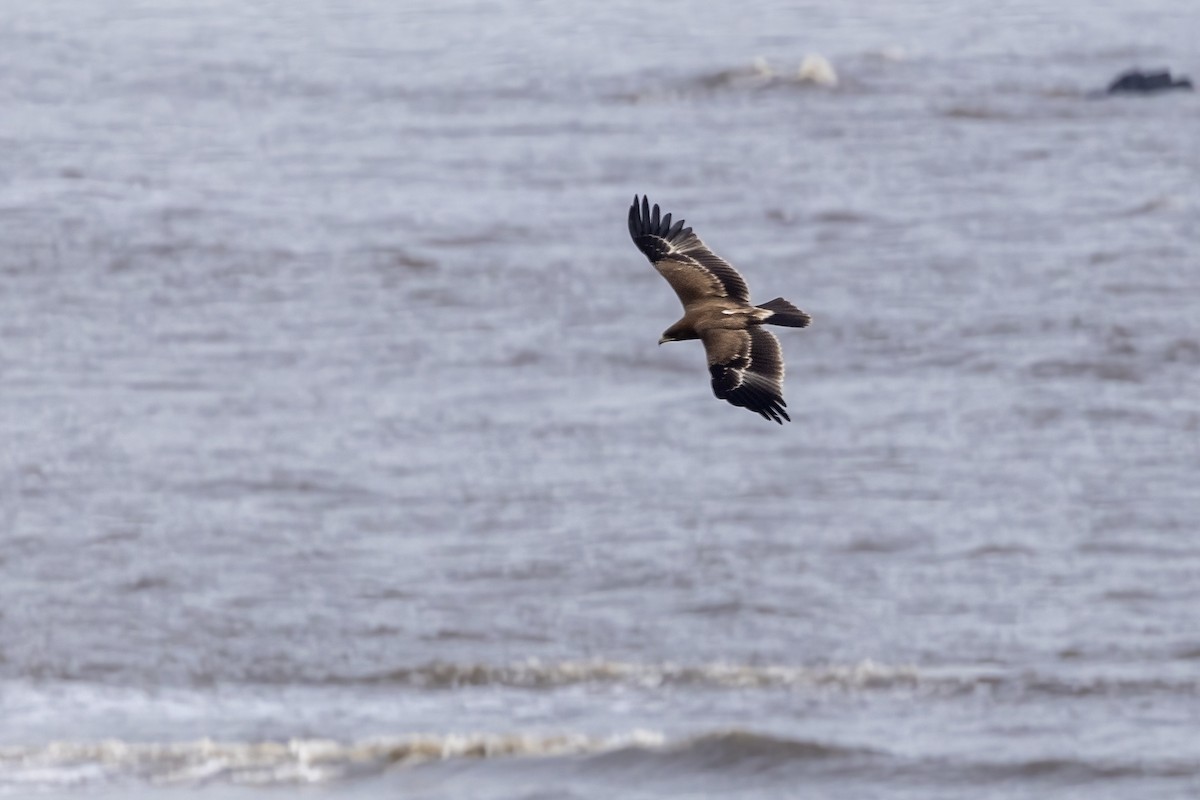 Indian Spotted Eagle - ML644254454