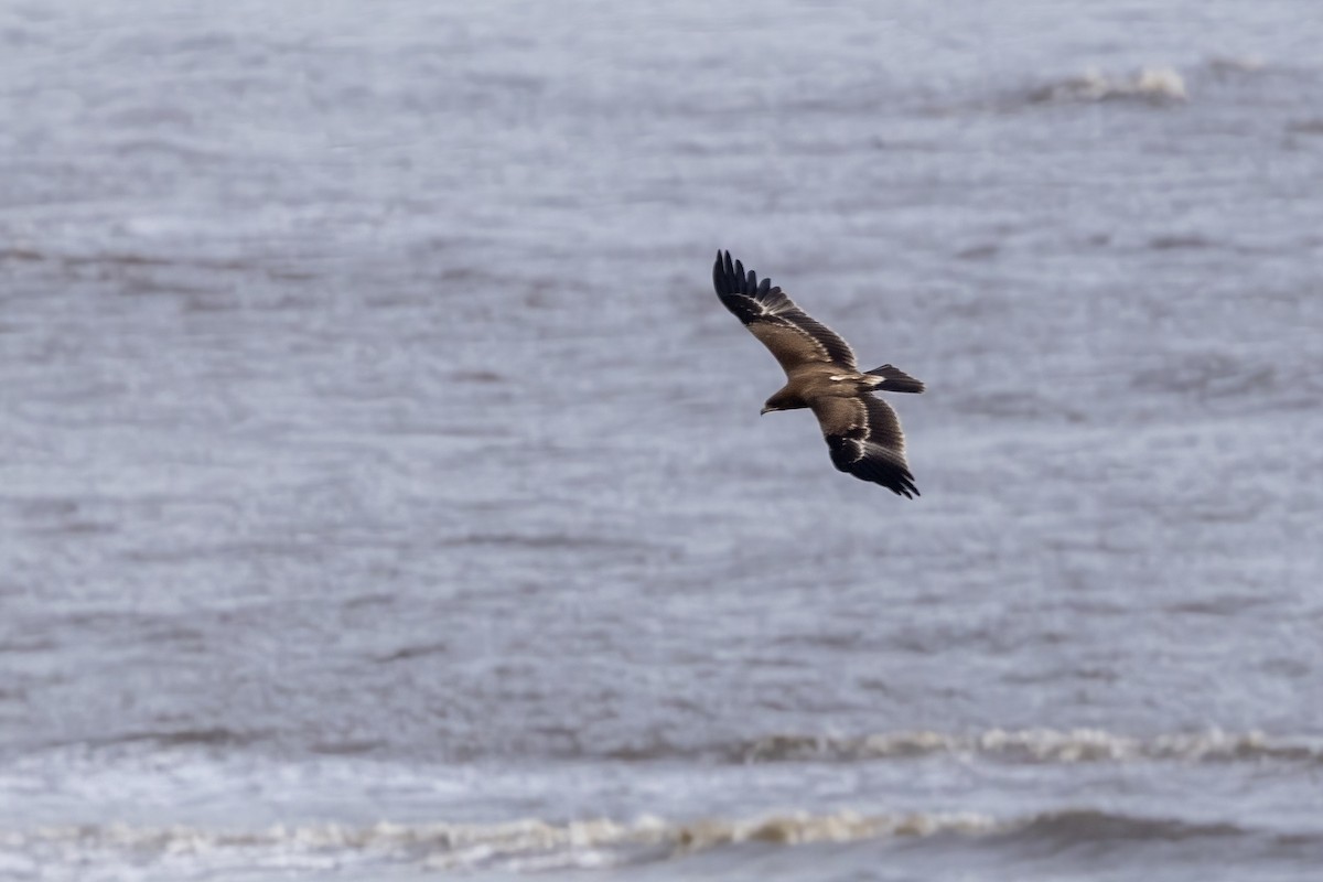 Indian Spotted Eagle - ML644254455