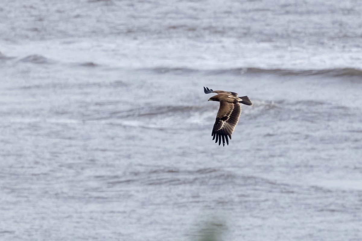 Indian Spotted Eagle - ML644254456