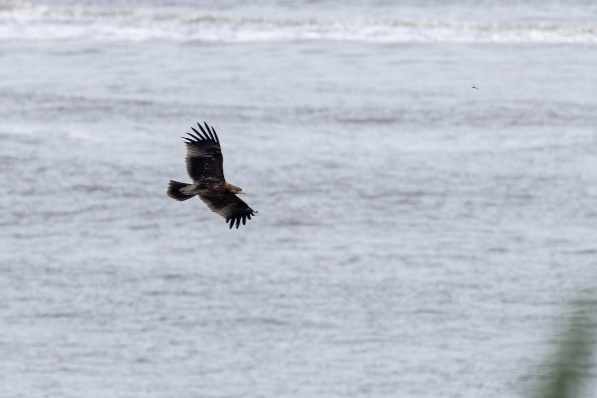 Indian Spotted Eagle - ML644254457
