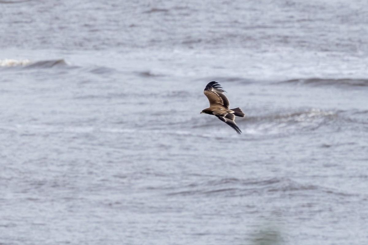 Indian Spotted Eagle - ML644254458
