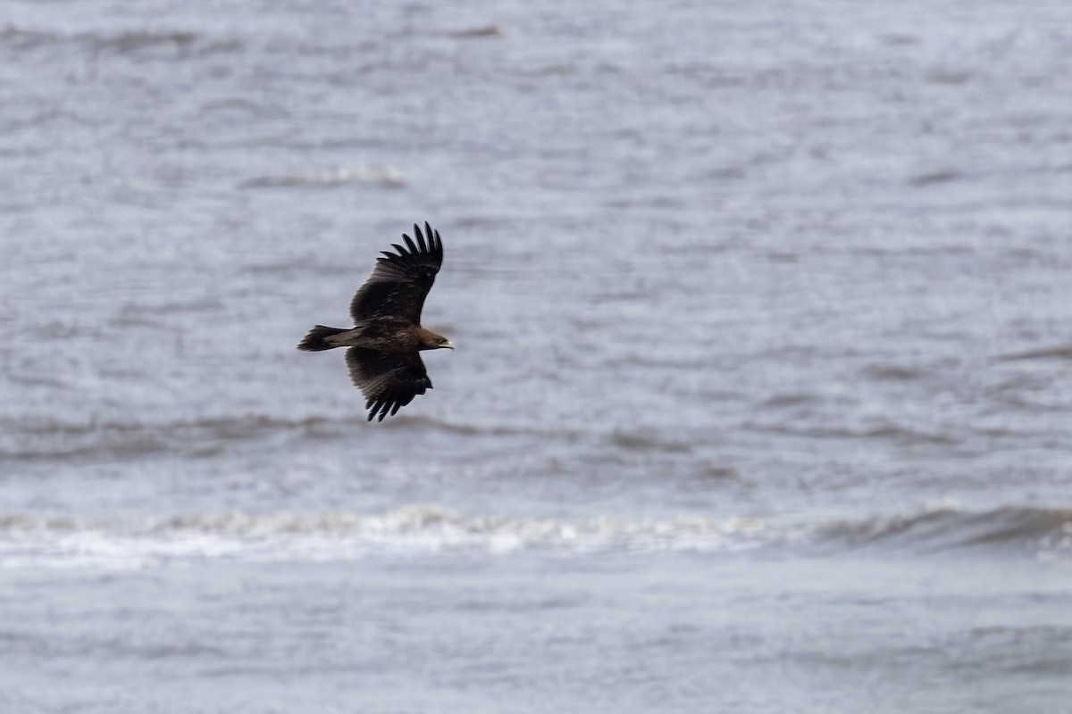 Indian Spotted Eagle - ML644254459